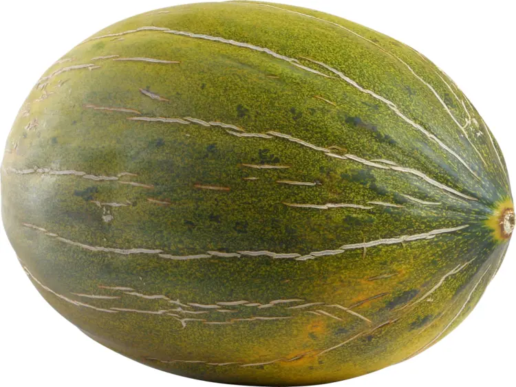 Whole Green Melon with Stripes
