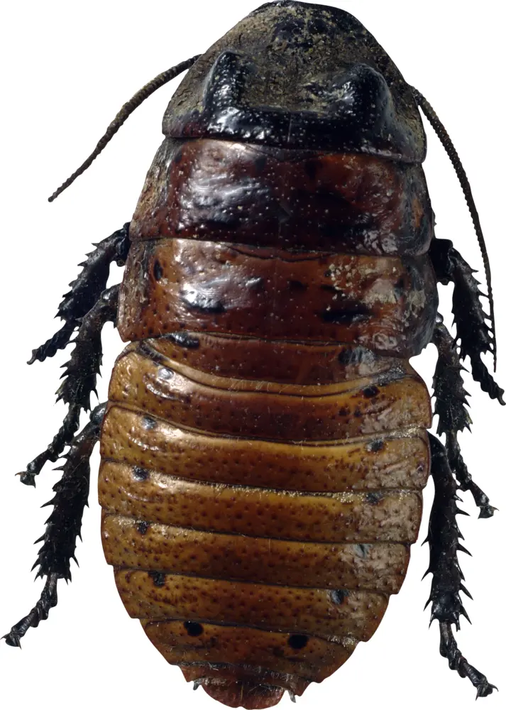 Brown Cockroach with Antennae