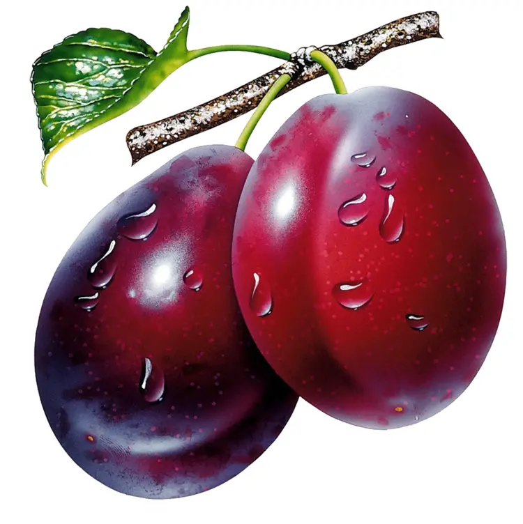 Juicy Red Plums on Branch
