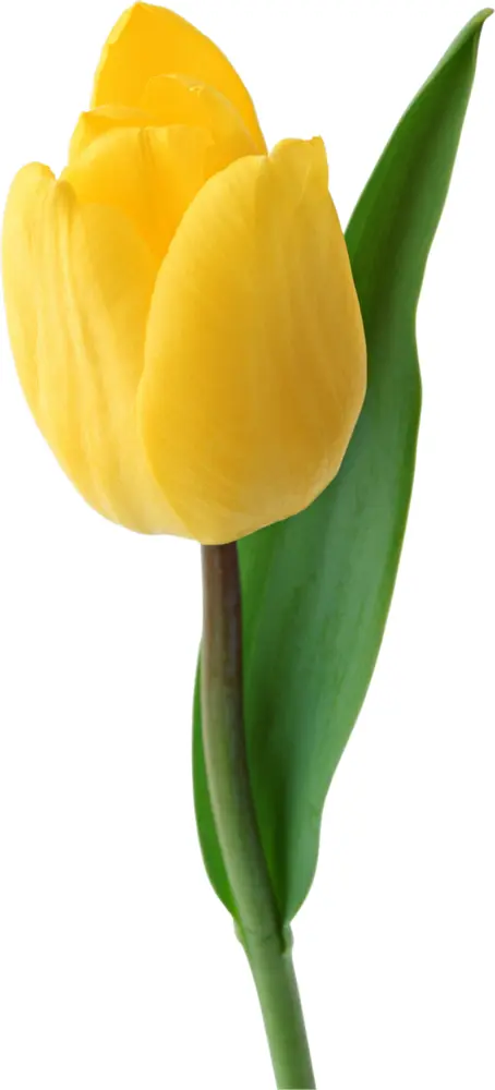 Yellow Tulip with Leaves