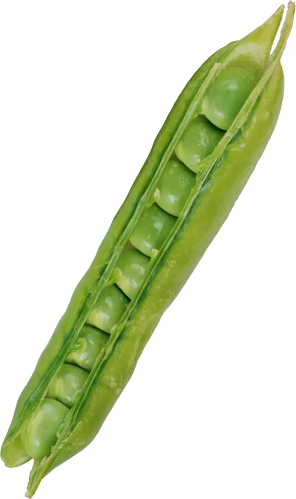 Fresh Green Peas in Pod