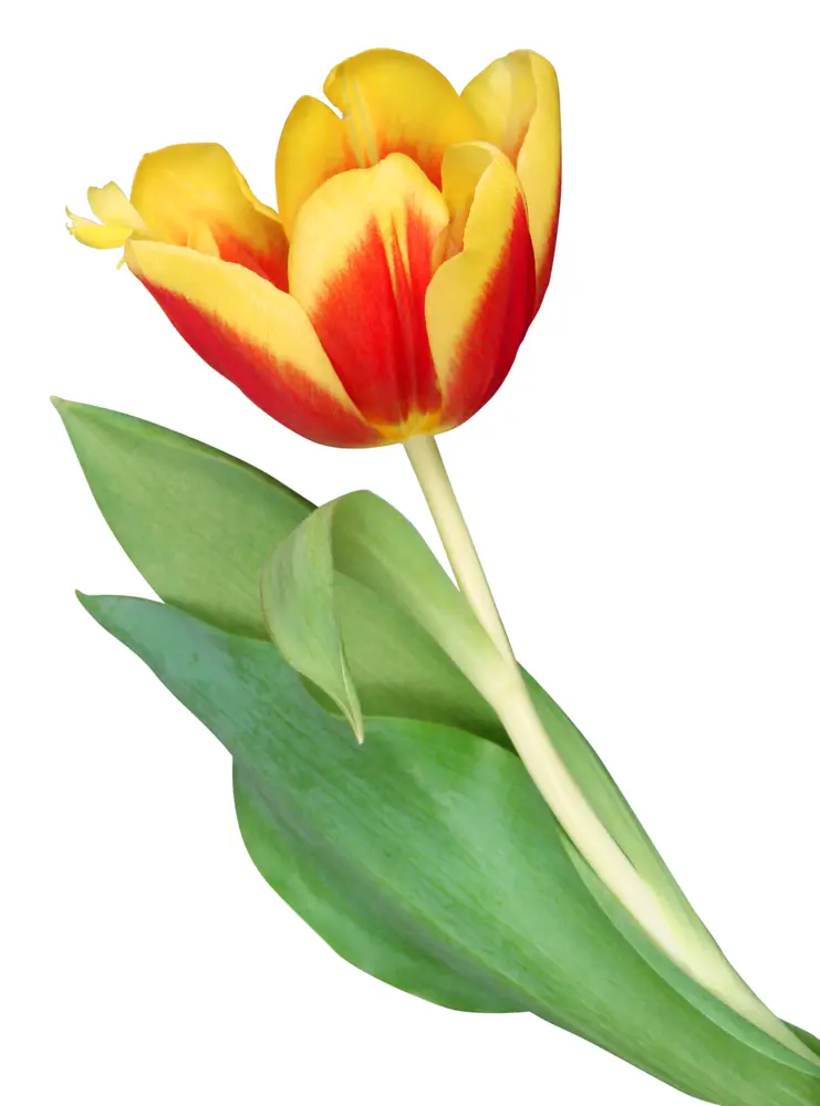 Yellow and Red Tulip with Leaves