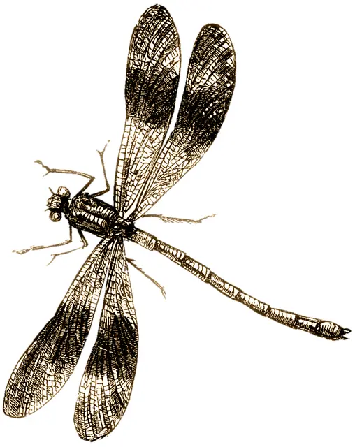 Vintage Dragonfly Illustration