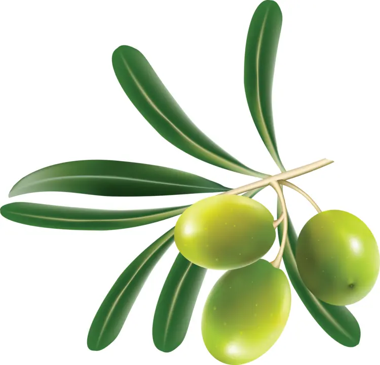 Green Olive Branch with Leaves