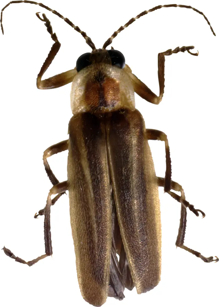 Brown Beetle with Antennae