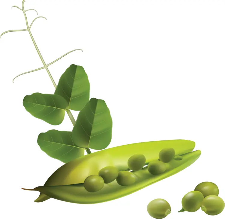 Fresh Green Peas with Leaves