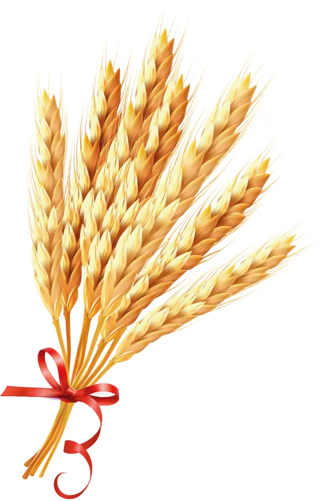 Golden Wheat Stalks Tied with Red Ribbon