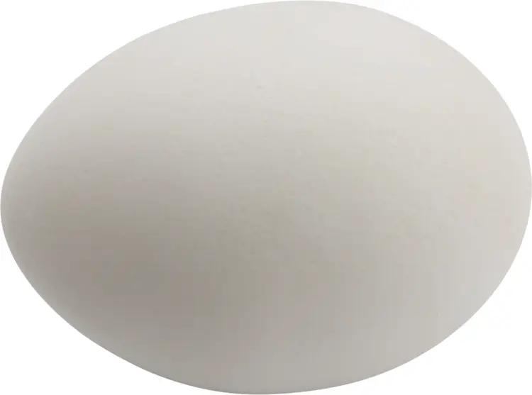 Smooth White Egg