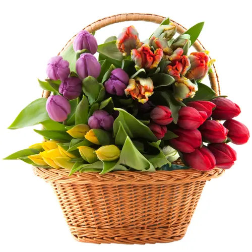 Basket of Colorful Tulips