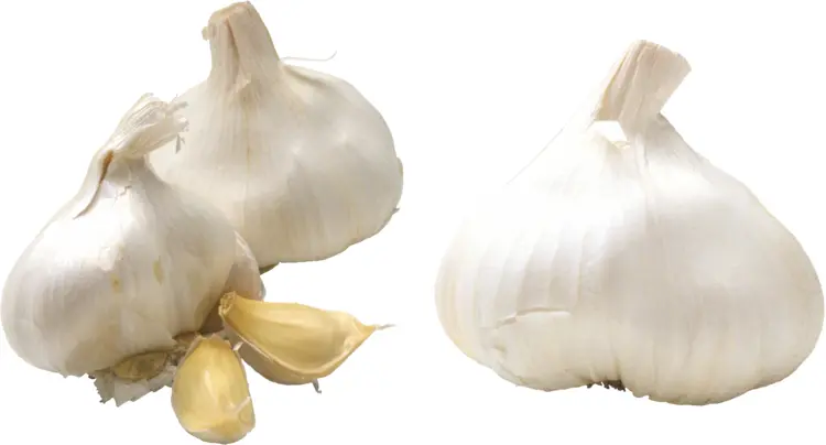 Fresh Garlic Bulbs and Cloves