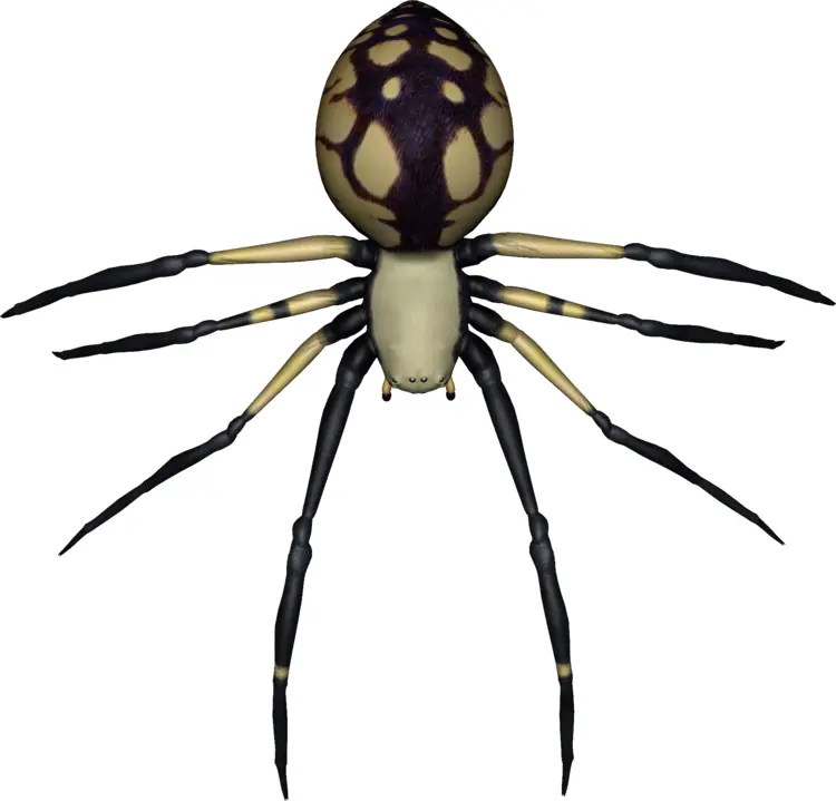 Spider with Patterned Abdomen
