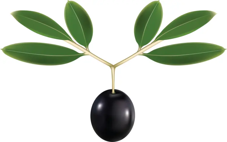 Black Olive with Branch and Leaves