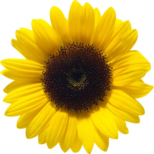 Sunny Yellow Sunflower