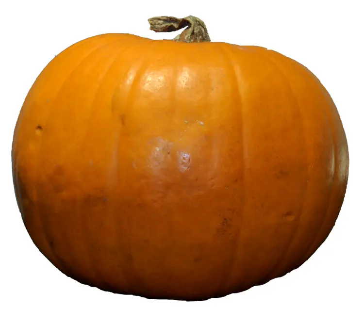 Classic Orange Pumpkin