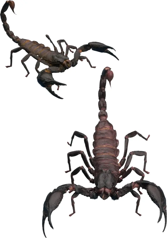 Two Scorpions with Claws and Stingers