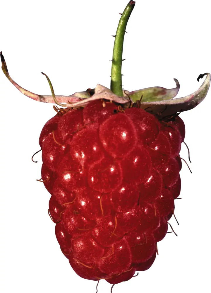 Fresh Raspberry