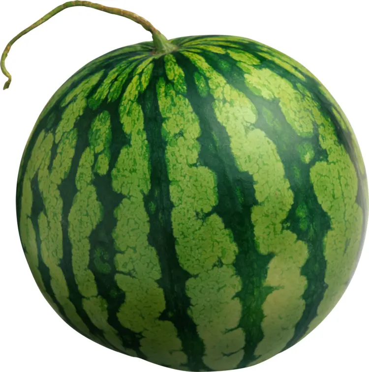 Round Green Watermelon