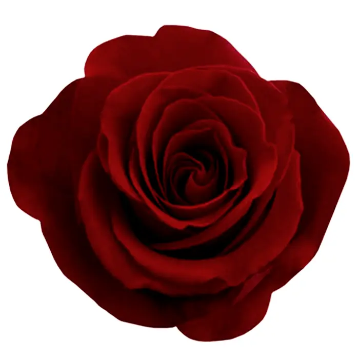 Beautiful Red Rose