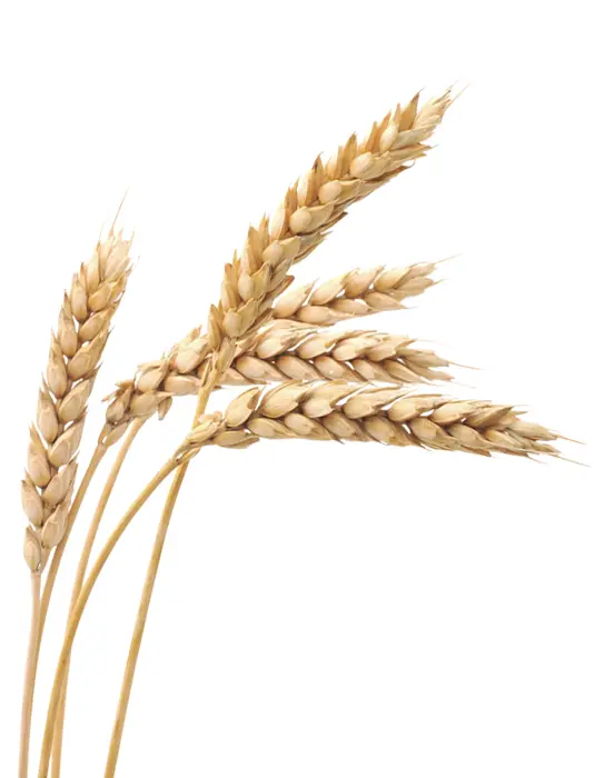 Golden Wheat Stalks