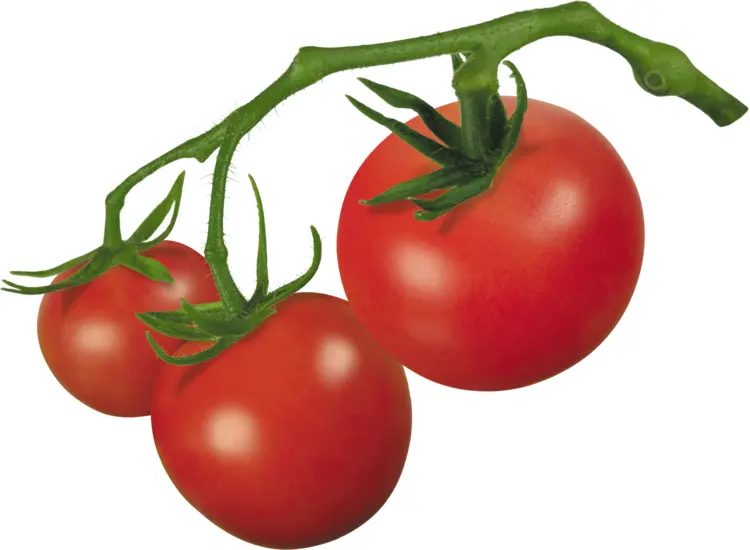 Fresh Cluster of Red Tomatoes