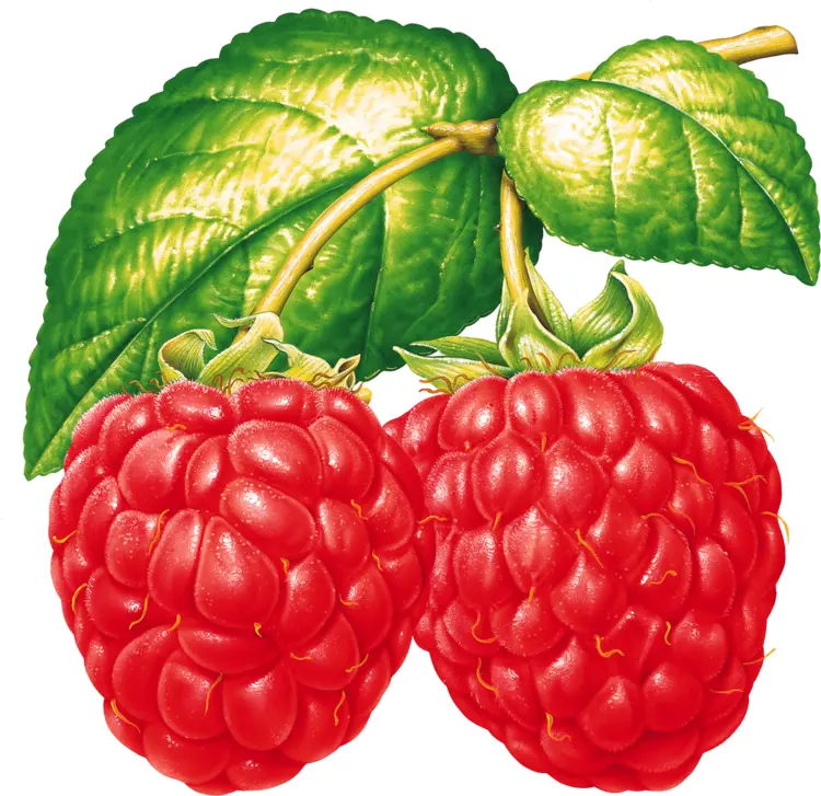 Pair of Red Raspberries with Leaves