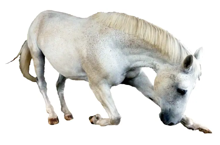 Graceful White Horse in Motion
