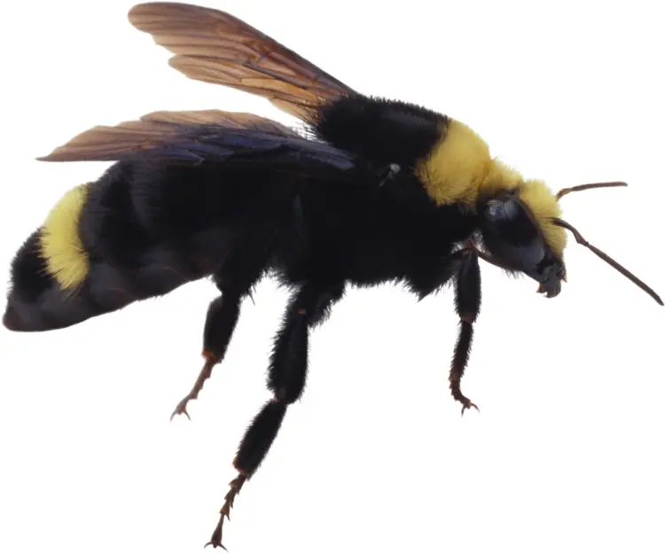 Black and Yellow Bee