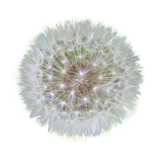 White Dandelion Seed Head
