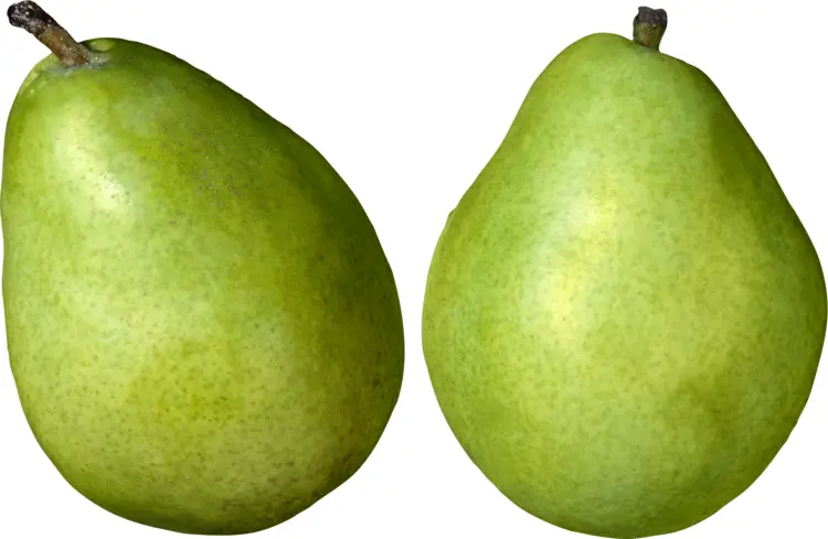 Two Green Pears