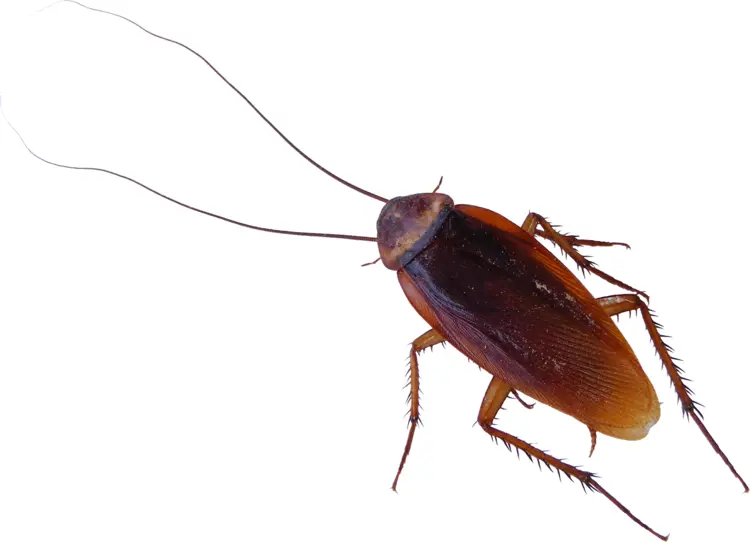 Brown Cockroach Insect