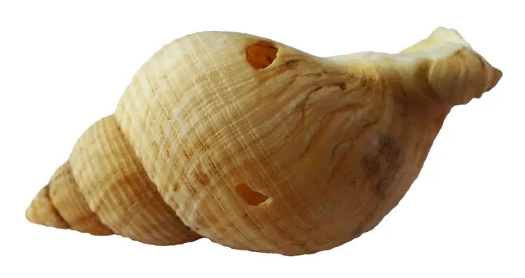Wooden Seashell