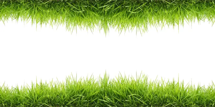 Green Grass Border