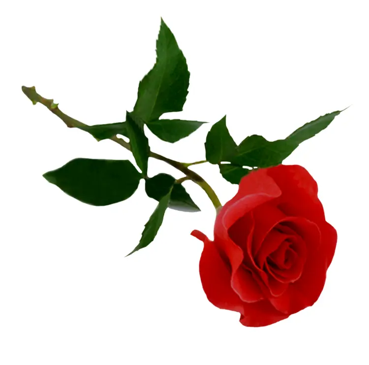 Red Rose with Green Leaves