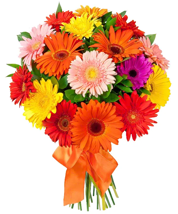 Colorful Gerbera Daisies Bouquet