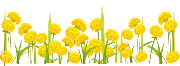 Field of Yellow Dandelions