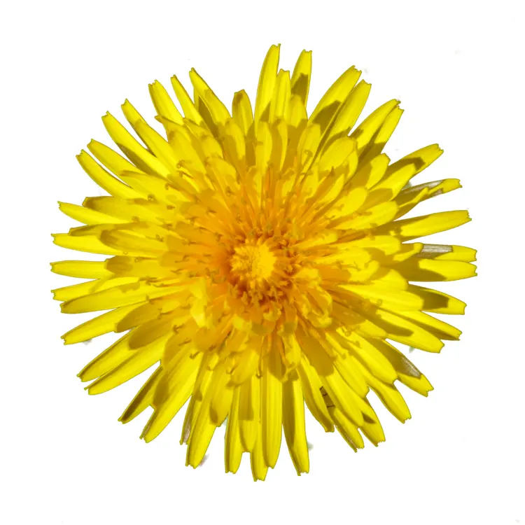 Close-up of Yellow Dandelion Flower