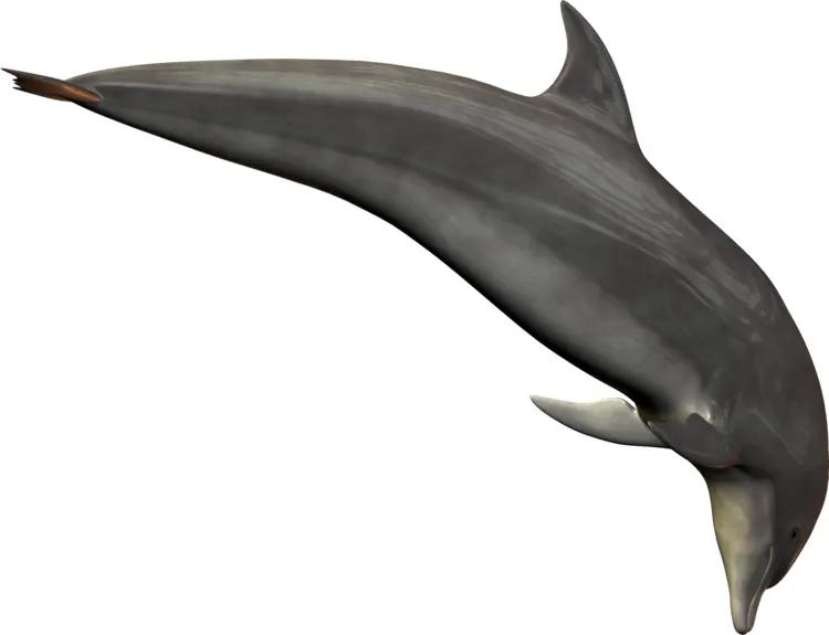 Gray Dolphin Swimming