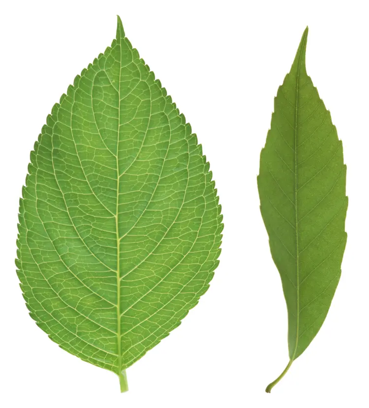 Various Green Leaves