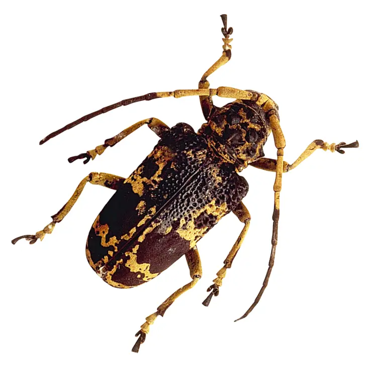 Brown and Yellow Beetle on Transparent Background