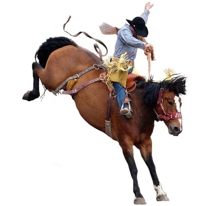 Rodeo Horse Rider in Action