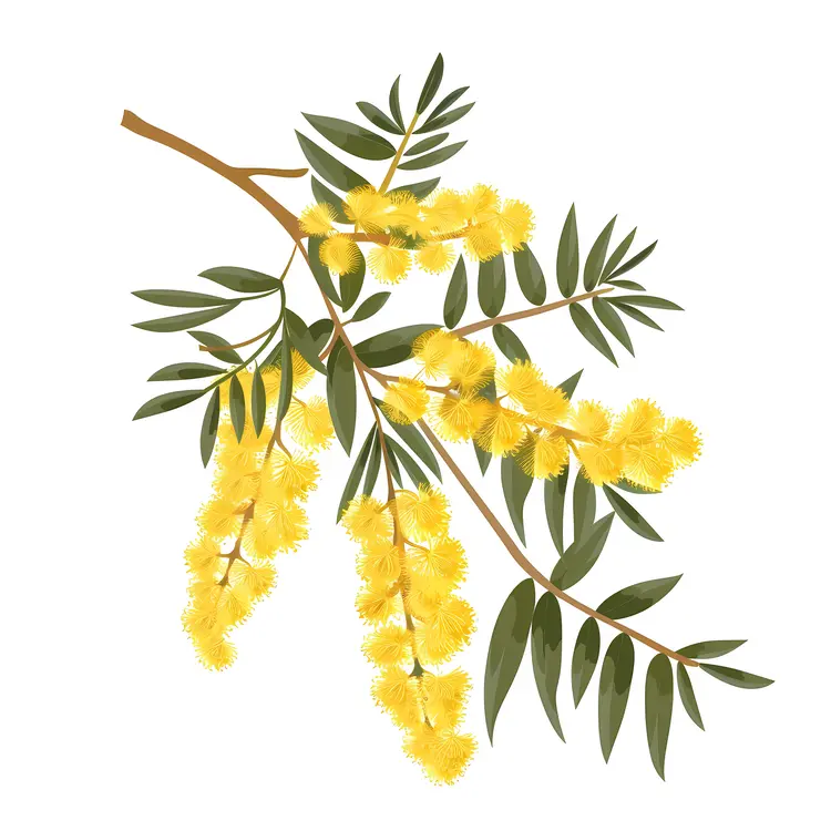 Botanical Illustration of Yellow Flowers with Green Leaves