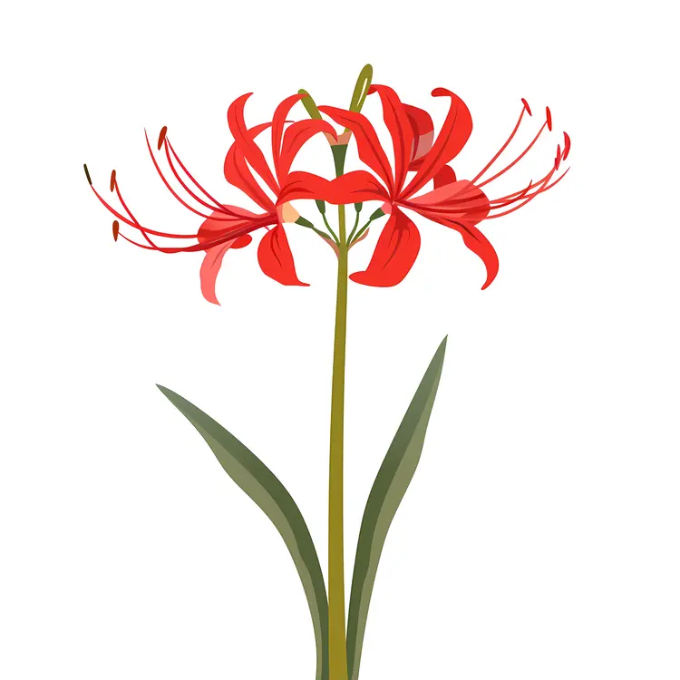 Red Spider Lily Botanical Illustration