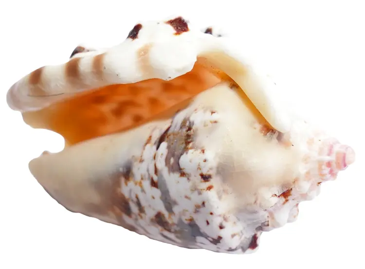 Beautiful Seashell