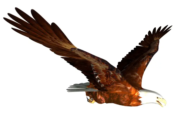 Eagle Soaring in the Sky