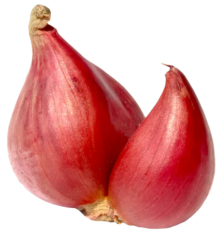 Red Shallot Bulbs