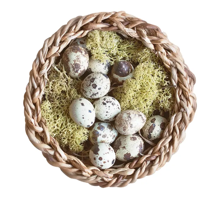 Quail Eggs in a Basket with Moss