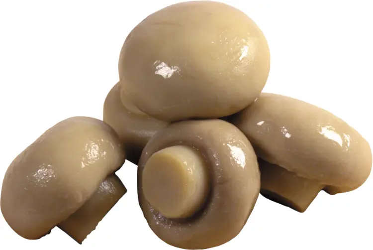 Cluster of Mushrooms