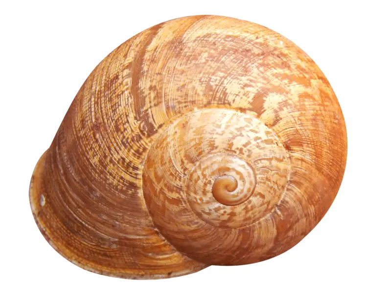 Brown Spiral Shell