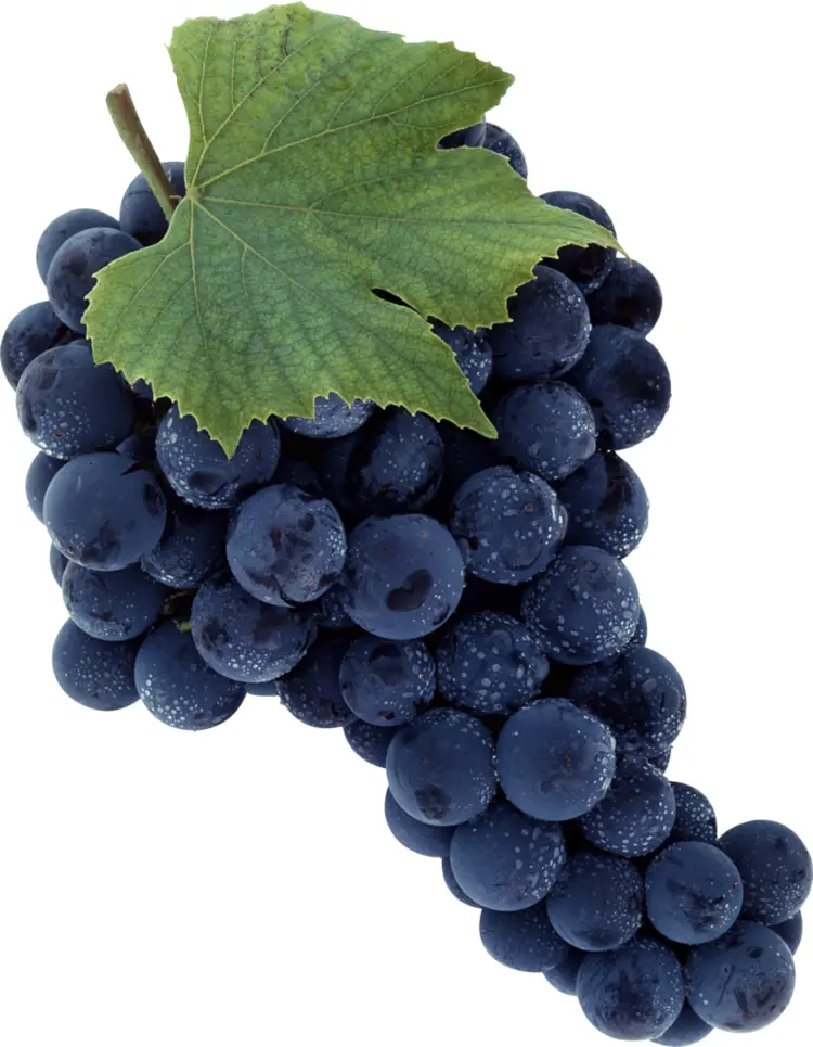 Fresh Purple Grapes with Leaf