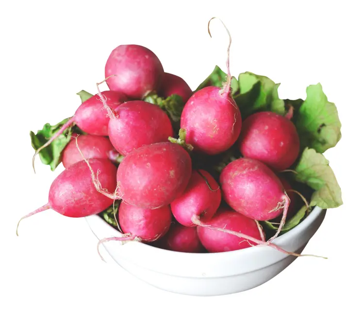 Bowl of Fresh Radishes